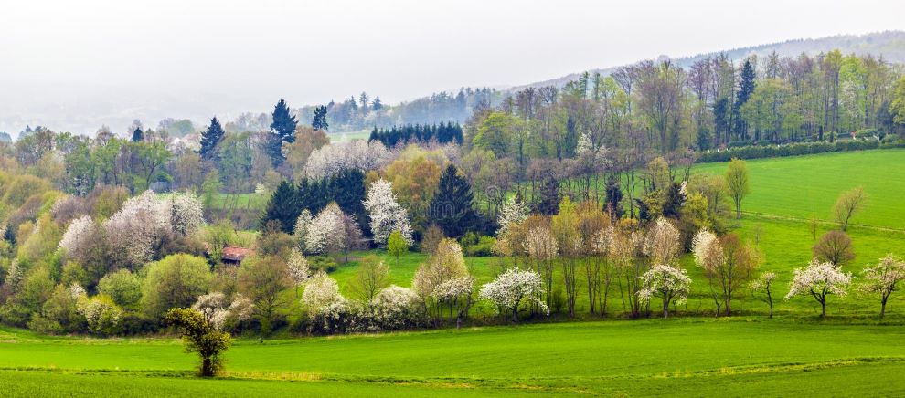 Germany in april Bluming cherry