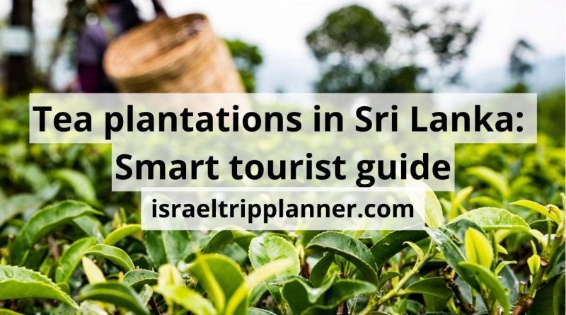 7 tea plantations in Sri Lanka: the best guide
