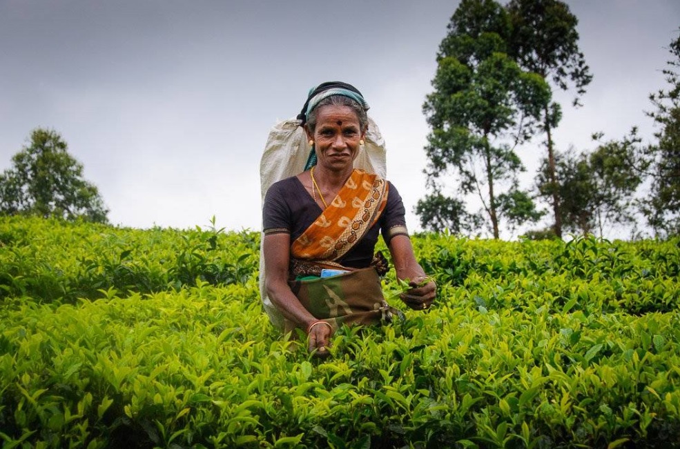 best tea plantation tour sri lanka