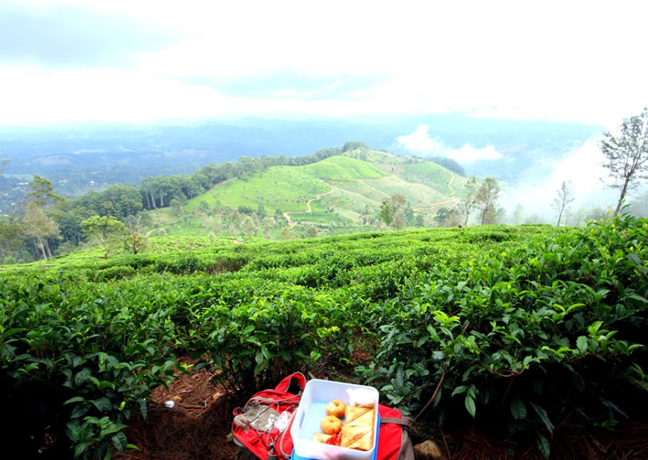 best tea plantation tour sri lanka