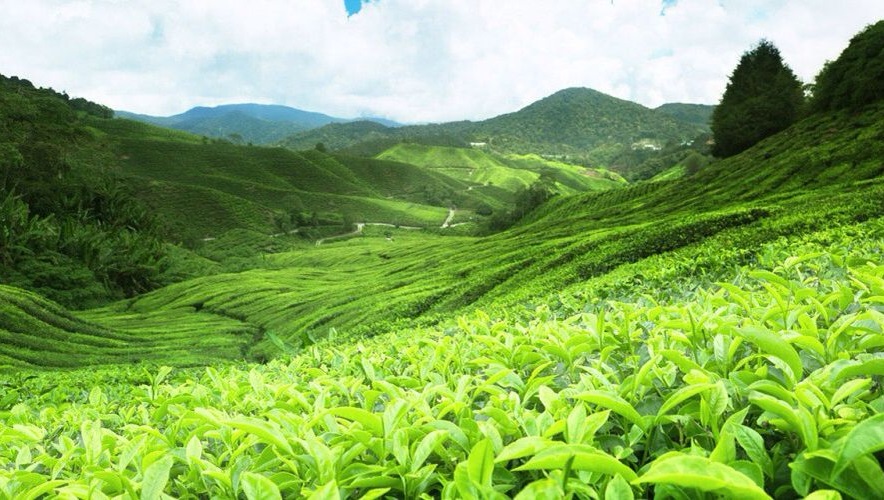 best tea plantation tour sri lanka