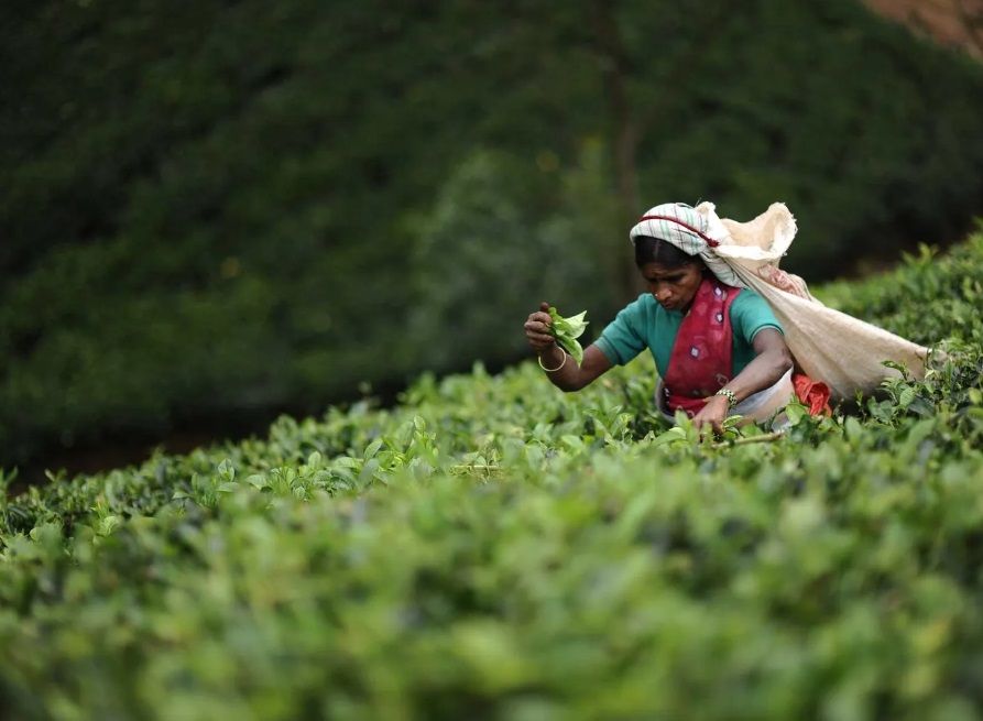 best tea plantation tour sri lanka