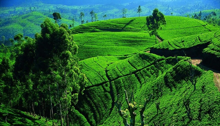 best tea plantation tour sri lanka