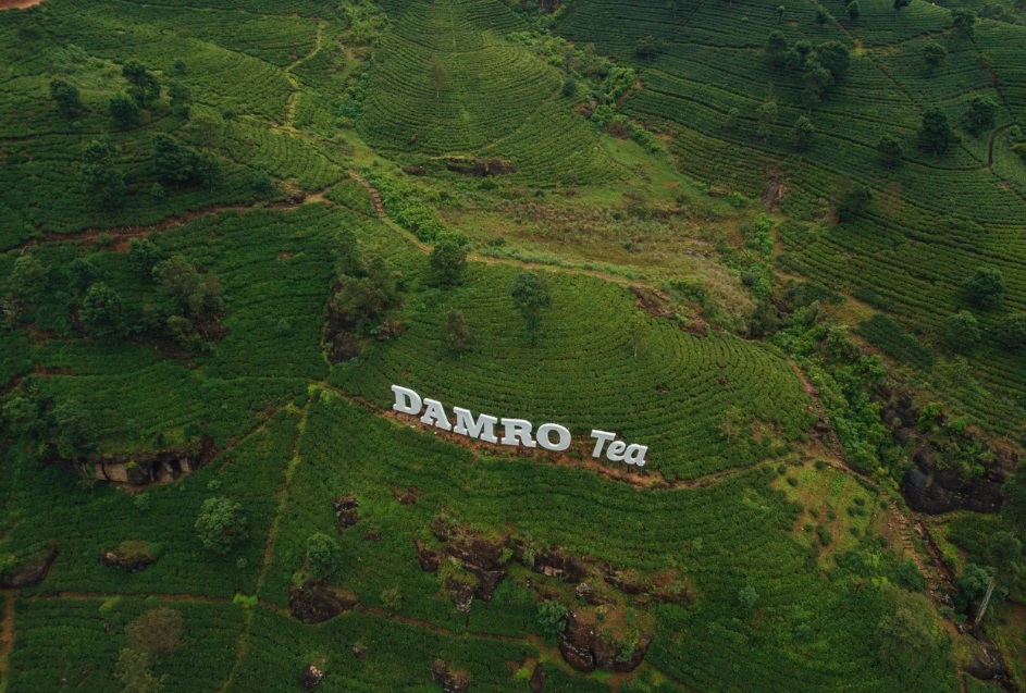 best tea plantation tour sri lanka